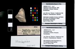 Foto (Objekt + Etikett) von Munidopsidae indet.  (NHMW-GEO-1990-0041-10151)